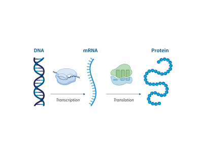 کاربردهای نوین فناوری mRNA در درمان بیماری‌های ژنتیکی و سرطان