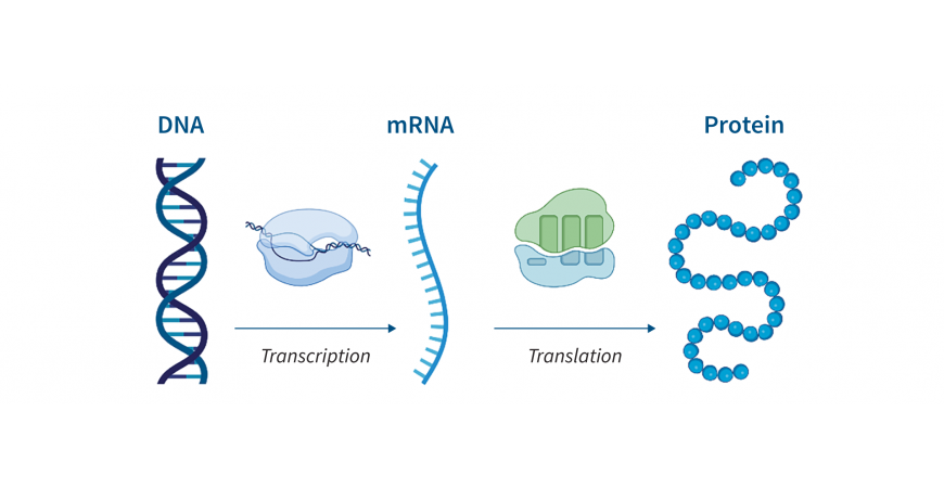 کاربردهای نوین فناوری mRNA در درمان بیماری‌های ژنتیکی و سرطان