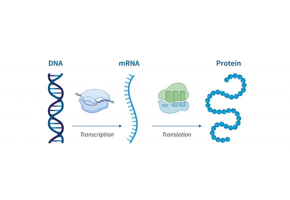 کاربردهای نوین فناوری mRNA در درمان بیماری‌های ژنتیکی و سرطان